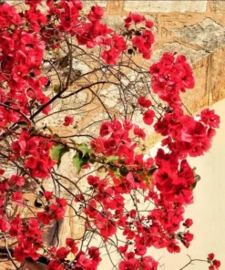 Red Bougainvillea Live Starter Plant – 4 Inch Pot – Outdoor Shrub - Image 4