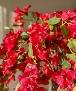 Red Bougainvillea Live Starter Plant – 4 Inch Pot – Outdoor Shrub - Image 5