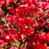 Red Bougainvillea Live Starter Plant – 4 Inch Pot – Outdoor Shrub - Image 1