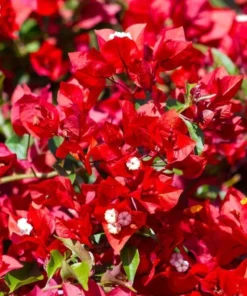 Red Bougainvillea Live Starter Plant – 4 Inch Pot – Outdoor Shrub - Image 1
