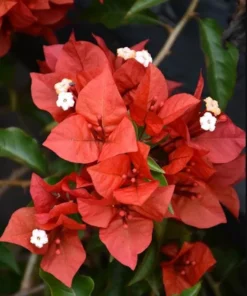 Red Bougainvillea Live Starter Plant – 4 Inch Pot – Outdoor Shrub - Image 6