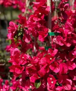 Red Bougainvillea Live Starter Plant – 4 Inch Pot – Outdoor Shrub - Image 8