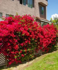 Red Bougainvillea Live Starter Plant – 4 Inch Pot – Outdoor Shrub - Image 9