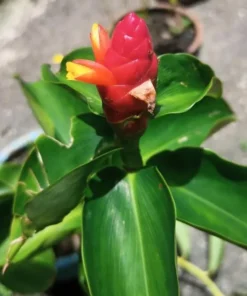 Red Button Ginger Live Plant - Costus igneus Starter - 5-8