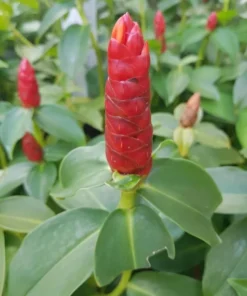 Red Button Ginger Live Plant - Costus igneus Starter - 5-8