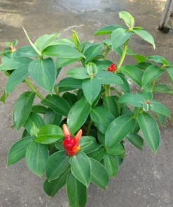 Red Button Ginger Live Plant - Costus igneus Starter - 5-8