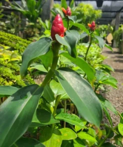 Red Button Ginger Live Plant - Costus igneus Starter - 5-8