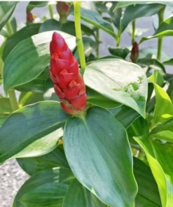 Red Button Ginger Live Plant - Costus igneus Starter - 5-8