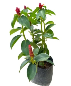 Red Button Ginger Live Plant - Costus igneus Starter - 5-8