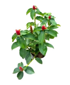 Red Button Ginger Live Plant - Costus igneus Starter - 5-8" Tall - Outdoor/Tropical - Image 1