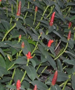 Red Button Ginger Live Plants - Set of 2, 5-8 Inch Tall, Tropical, Outdoor - Image 3