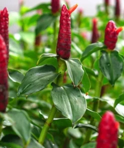 Red Button Ginger Live Plants - Set of 2, 5-8 Inch Tall, Tropical, Outdoor - Image 4