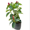 Red Button Ginger Live Plants - Set of 2, 5-8 Inch Tall, Tropical, Outdoor - Image 1