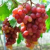 Red Catawba Grape Vine Live Plant Starter, 5-7" Tall, Vitis Labrusca Fruit - Image 1