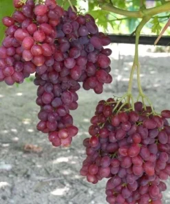 Red Catawba Grape Vine Live Plant Starter, 5-7" Tall, Vitis Labrusca Fruit - Image 2