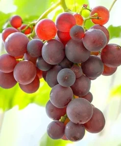 Red Catawba Grape Vine Live Plant Starter, 5-7