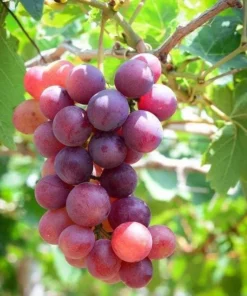 Red Catawba Grape Vine Live Plant Starter, 5-7