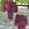 Red Catawba Grape Vine Live Plant – Vitis Labrusca Fruit Starter, 5-7 Inch Tall - Image 1