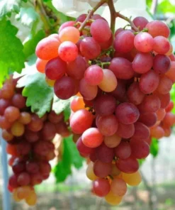 Red Catawba Grape Vine Live Plant – Vitis Labrusca Fruit Starter, 5-7 Inch Tall - Image 4
