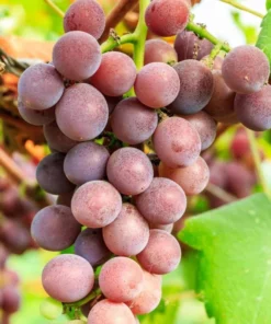 Red Catawba Grape Vine Live Plant – Vitis Labrusca Fruit Starter, 5-7 Inch Tall - Image 5