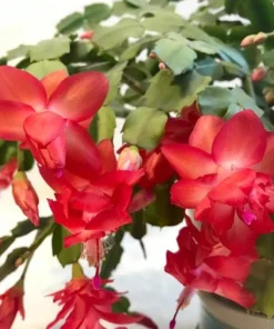 Red Christmas Cactus & Thanksgiving Cactus Live Plant – 4-6