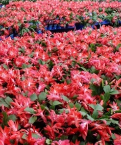 Red Christmas Cactus & Thanksgiving Cactus Live Plant – 4-6