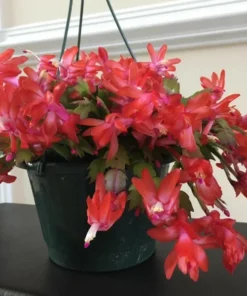 Red Christmas Cactus & Thanksgiving Cactus Live Plant – 4-6