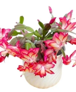 Red Christmas Cactus & Thanksgiving Cactus Live Plant – 4-6