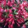 Red Christmas Cactus & Thanksgiving Cactus Live Plant – 4-6" Tall – Potted Succulent - Image 1
