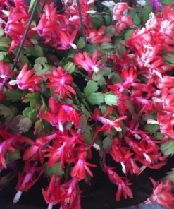 Red Christmas Cactus & Thanksgiving Cactus Live Plant – 4-6" Tall – Potted Succulent - Image 1