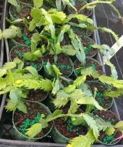 Red Christmas Cactus & Thanksgiving Cactus Live Plant – 4-6