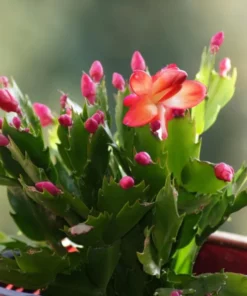 Red Christmas & Thanksgiving Cactus Live Plants - 2 Pots, 4-6