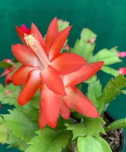 Red Christmas & Thanksgiving Cactus Live Plants - 2 Pots, 4-6