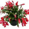 Red Christmas & Thanksgiving Cactus Live Plants - 2 Pots, 4-6" Tall Schlumbergera - Image 1