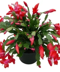 Red Christmas & Thanksgiving Cactus Live Plants - 2 Pots, 4-6" Tall Schlumbergera - Image 1