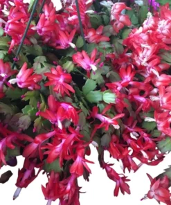 Red Christmas & Thanksgiving Cactus Live Plants - 2 Pots, 4-6