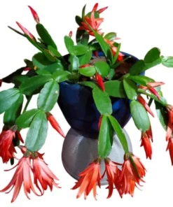 Red Easter Cactus Live Plant Rhipsalidopsis Gaertneri 5-7" Tall Spring Bloom Succulent - Image 2