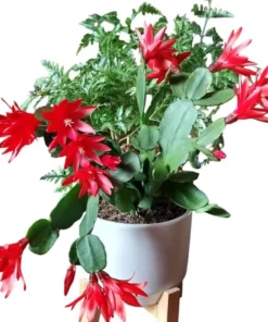 Red Easter Cactus Live Plant Rhipsalidopsis Gaertneri 5-7