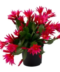 Red Easter Cactus Live Plant Rhipsalidopsis Gaertneri 5-7
