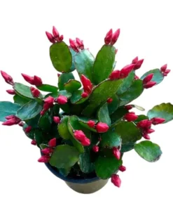 Red Easter Cactus Live Plant Rhipsalidopsis Gaertneri 5-7
