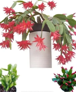 Red Easter Cactus Live Plant Rhipsalidopsis Gaertneri 5-7" Tall Spring Bloom Succulent - Image 1