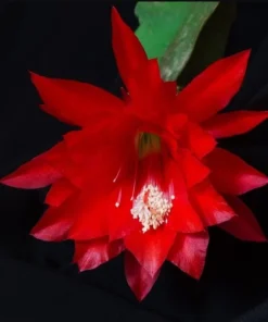 Red Epiphyllum Orchid Cactus Live Starter Plant - Set of 2 in 4