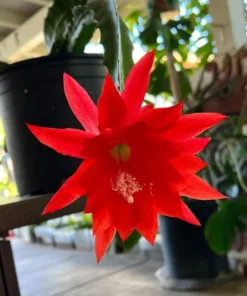 Red Epiphyllum Orchid Cactus Live Starter Plant - Set of 2 in 4