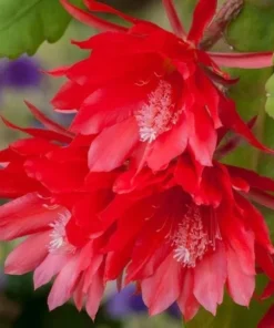 Red Epiphyllum Orchid Cactus Live Starter Plant - Set of 2 in 4