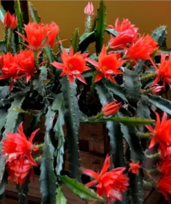 Red Epiphyllum Orchid Cactus Live Starter Plant - Set of 2 in 4