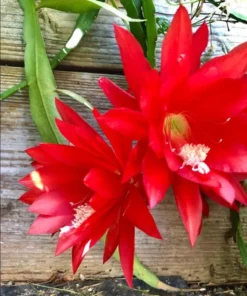 Red Epiphyllum Orchid Cactus Live Starter Plant - Set of 2 in 4