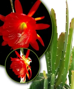 Red Epiphyllum Orchid Cactus Live Starter Plant - Set of 2 in 4