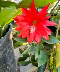 Red Epiphyllum Orchid Cactus Live Starter Plant - Set of 2 in 4