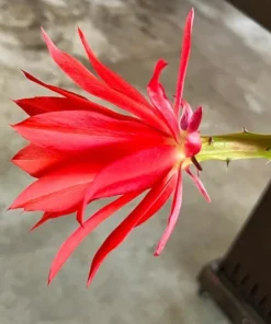 Red Epiphyllum Orchid Cactus Live Starter Plant - Set of 2 in 4