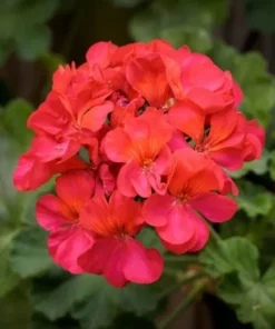Red Geranium Live Plant - 3-5 Inch Starter, Outdoor Flower Plant - Image 10
